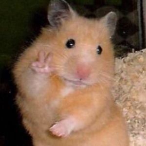 Meet your Posher, Riley